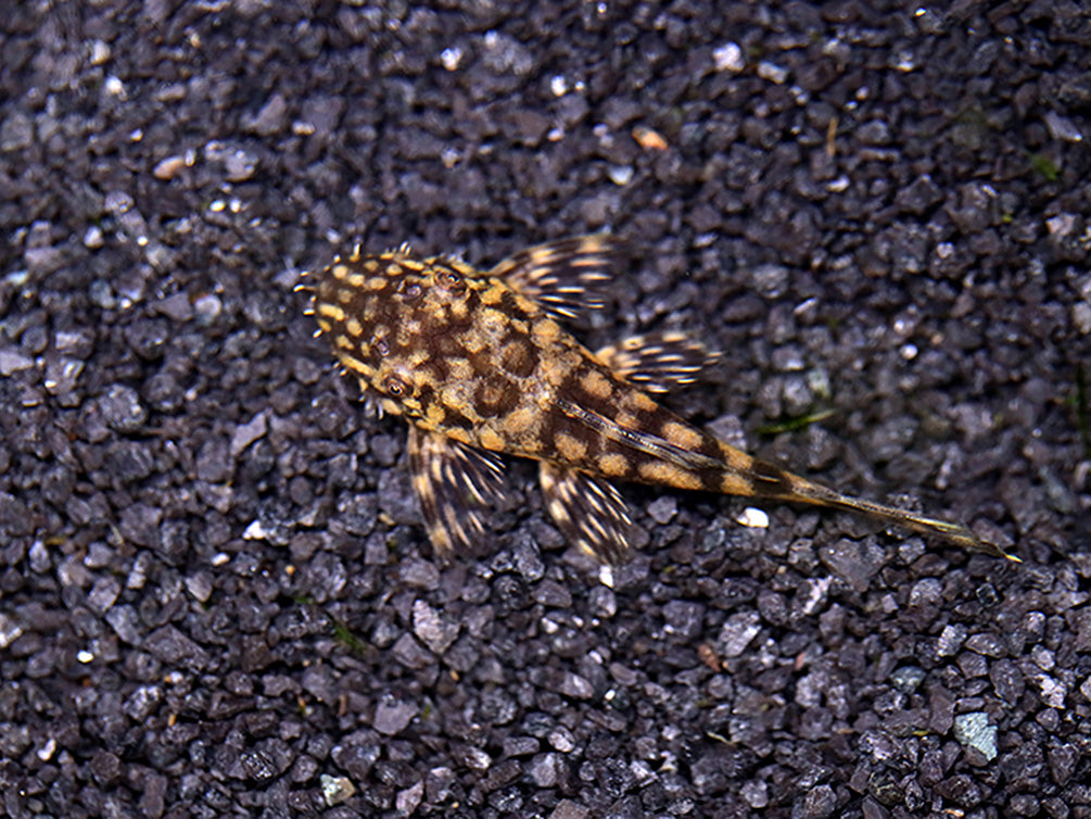 L157 Red Spot Bristlenose Pleco (Ancistrus sp. 