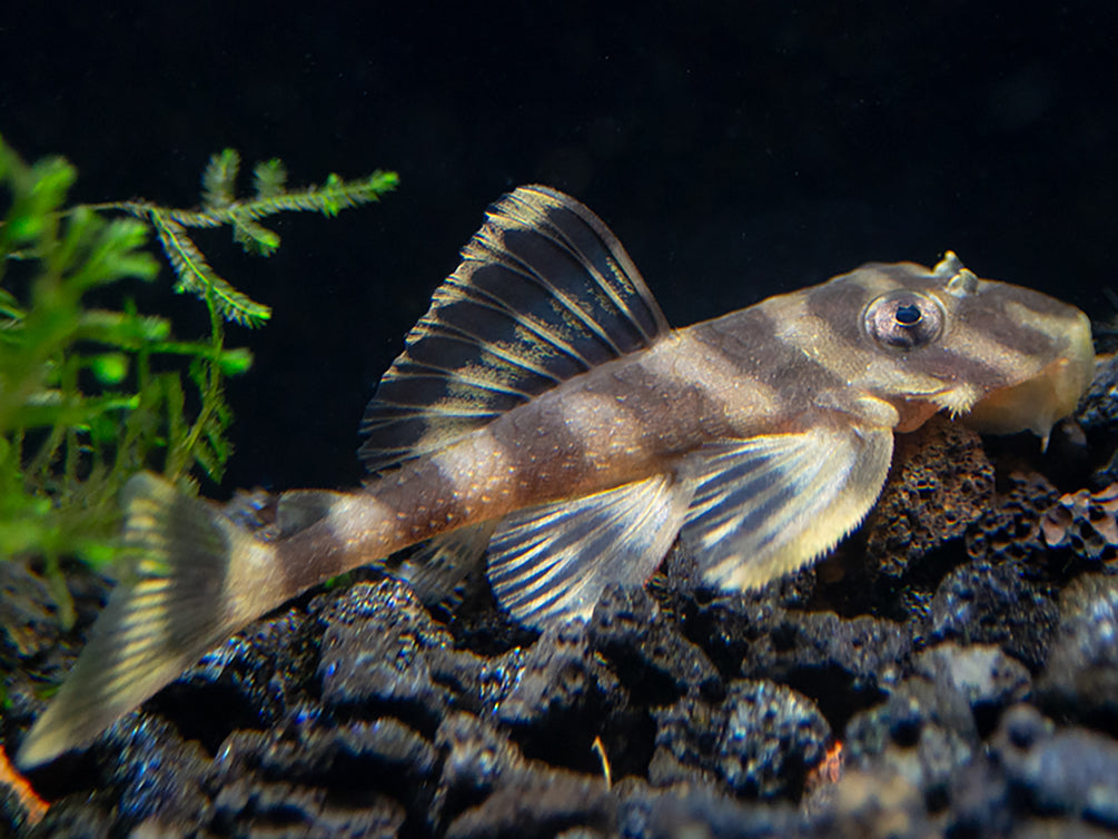 L204 Flash / Emperor Pleco (Panaqolus albivermis) - Aquatic Arts