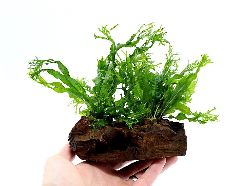 Windelov AKA Lacy Java Fern (Microsorum pteropus "Windelov") on Wood, Pre-attached Plant