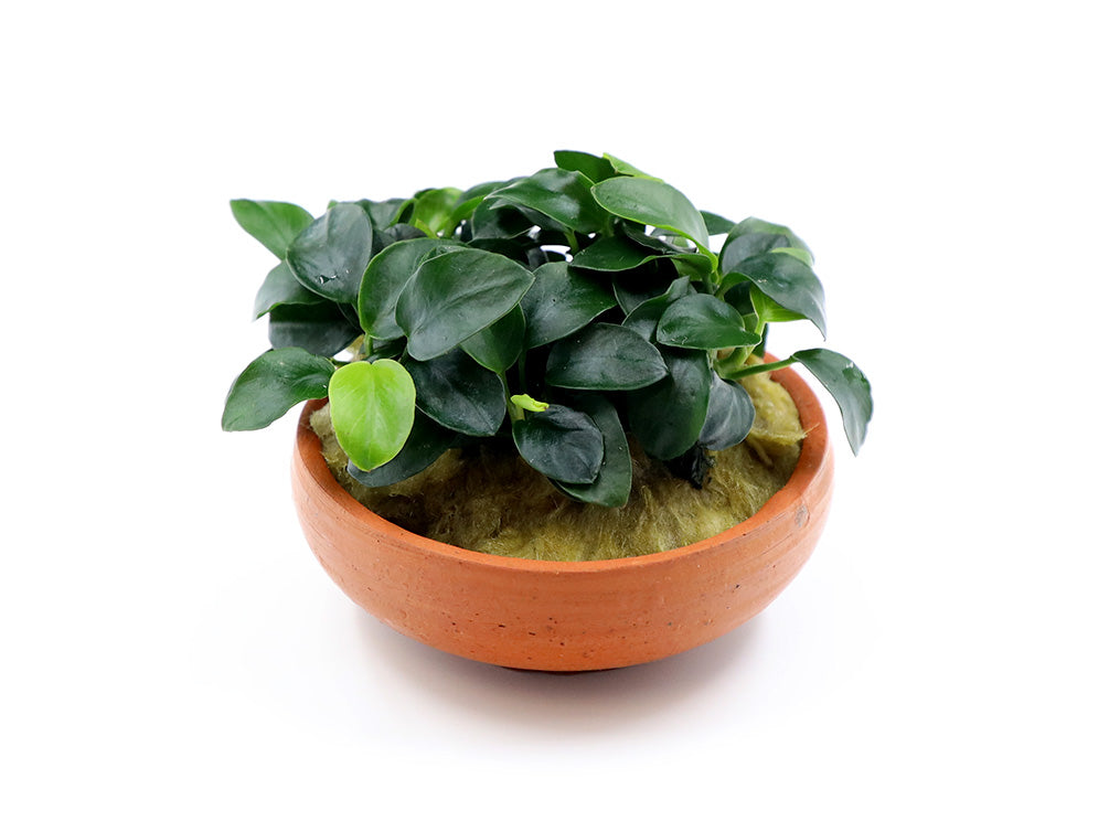 Anubias Nana Petite in Terracotta Pot