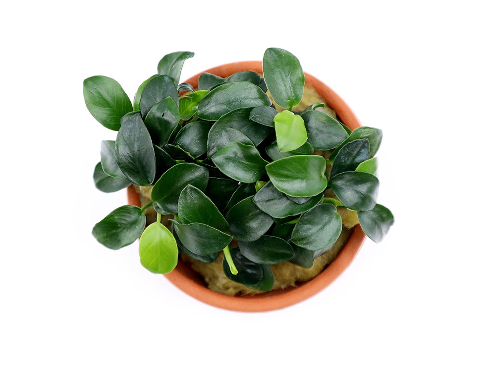 Anubias Nana Petite in Terracotta Pot