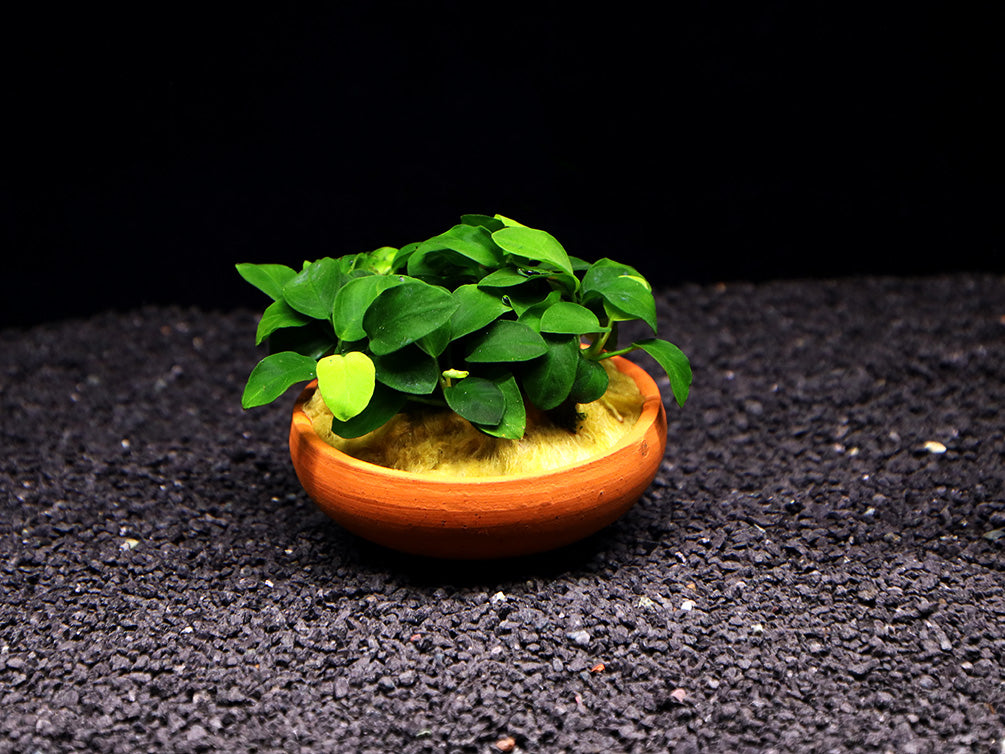 aquarium plants in terracotta pots Anubias Nana Petite in Terracotta Pot – Aquatic Arts