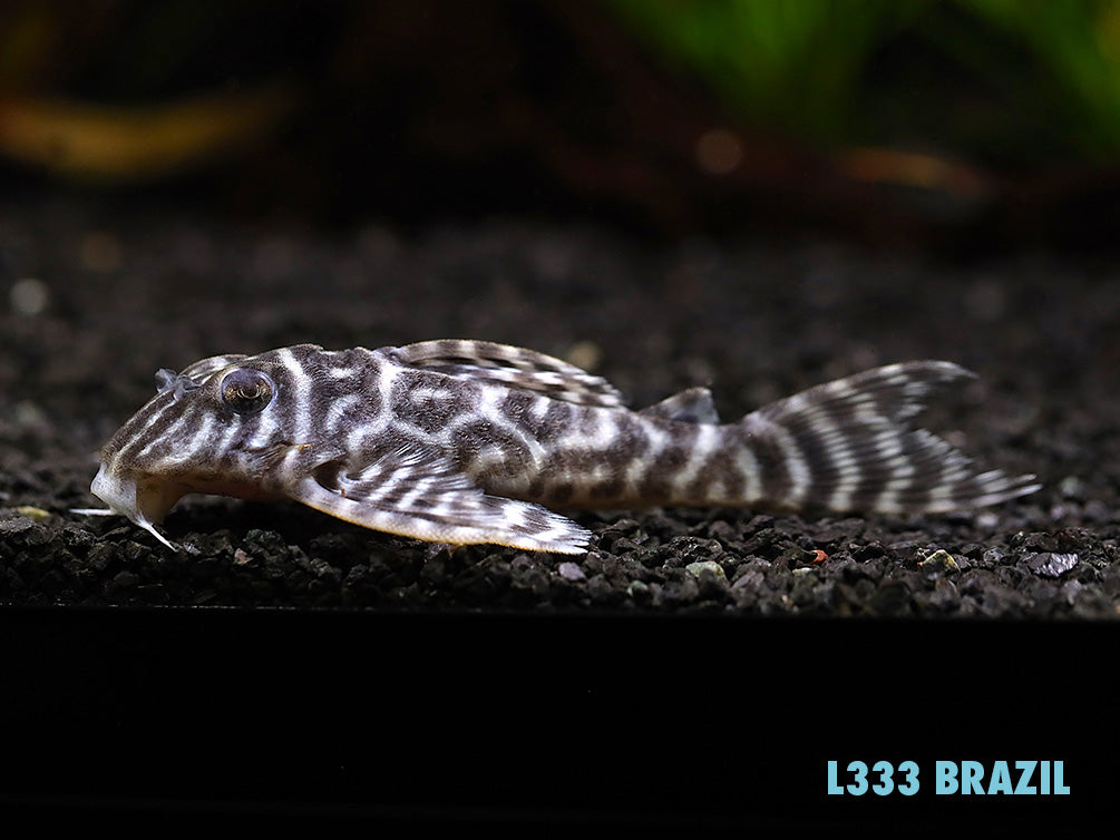 L333 King Tiger Pleco (Hypancistrus sp.), Tank-Bred - Aquatic Arts