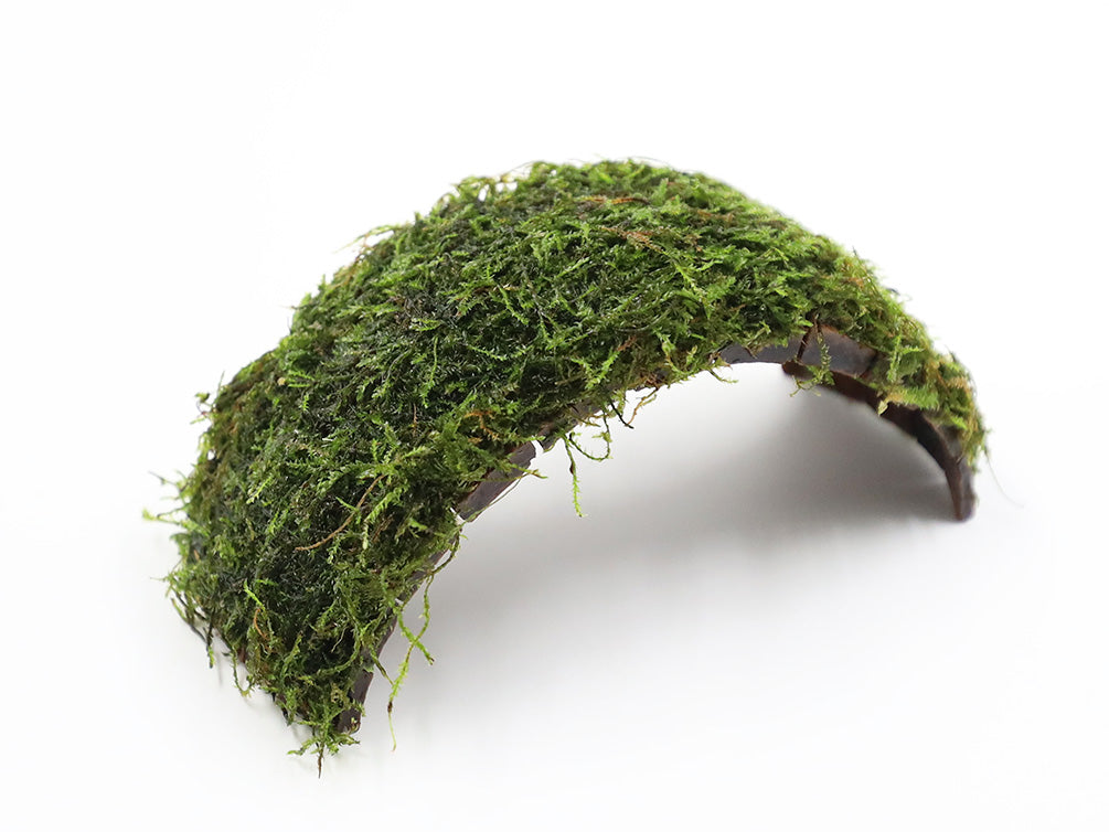 Java Moss on Coconut Bridge (Vesicularia dubyana on Coconut Bridge)