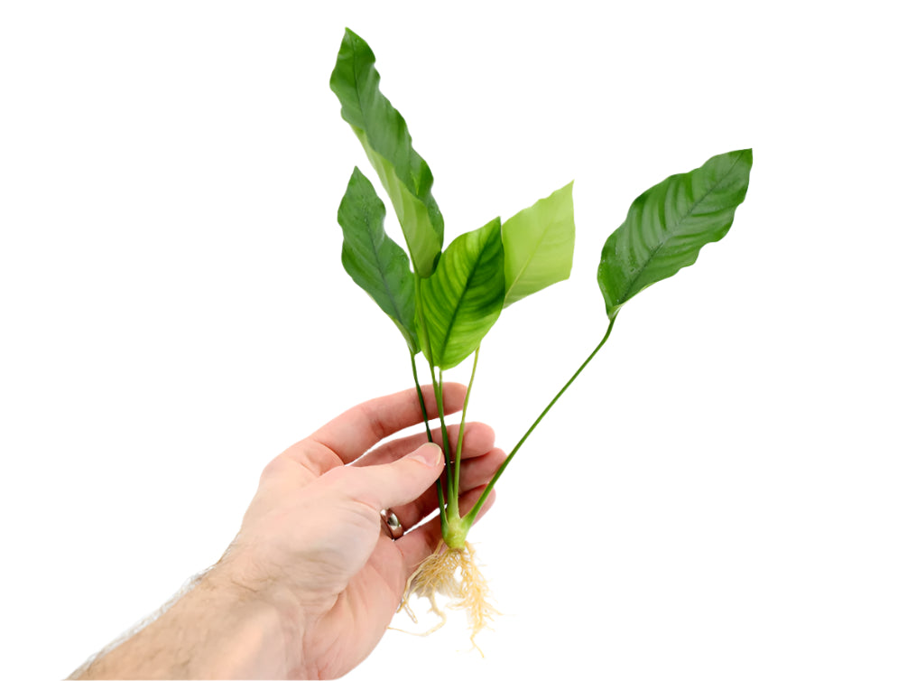 Anubias barteri 'Crispus' (Anubias sp.)