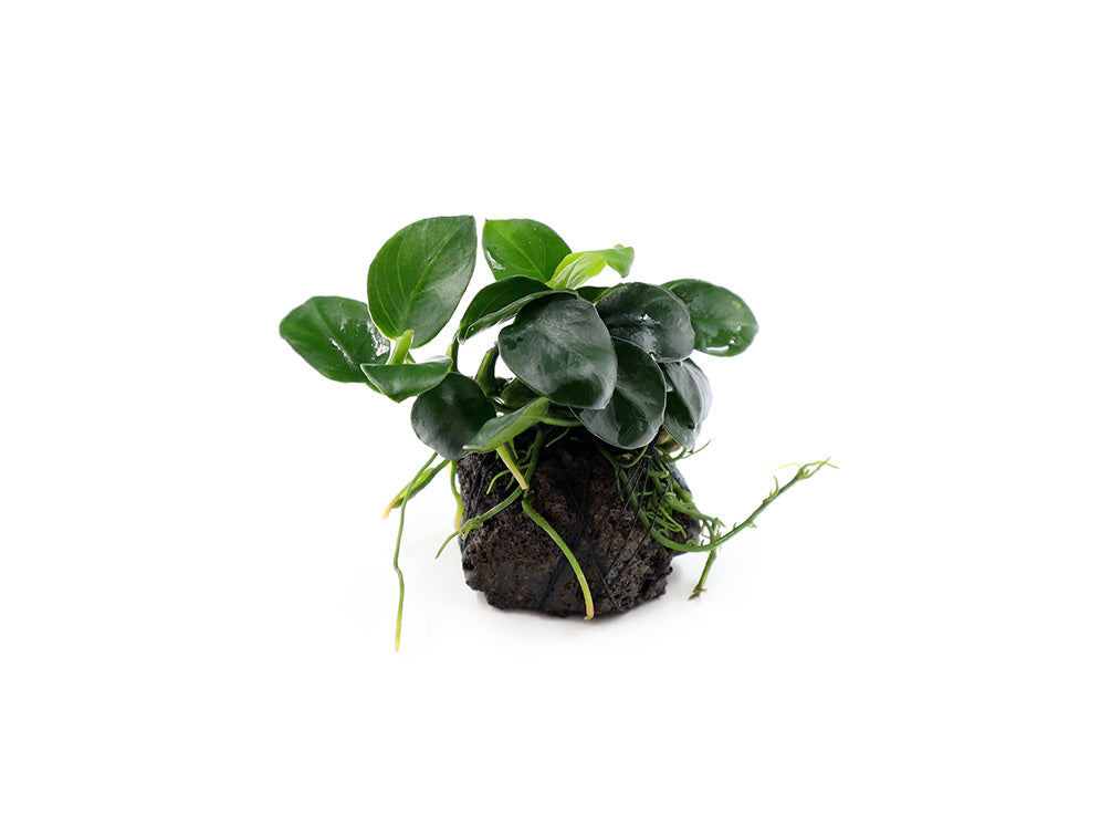 Anubias barteri 'Petite Round' on Lava Stone