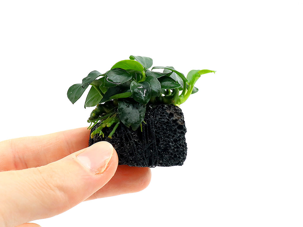 Anubias barteri var. nana 'Petite' on Lava Stone