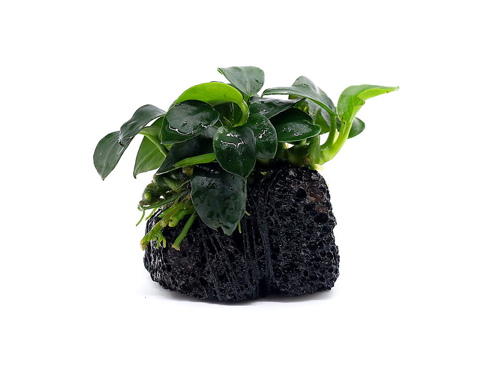 Anubias barteri var. nana 'Petite' on Lava Stone