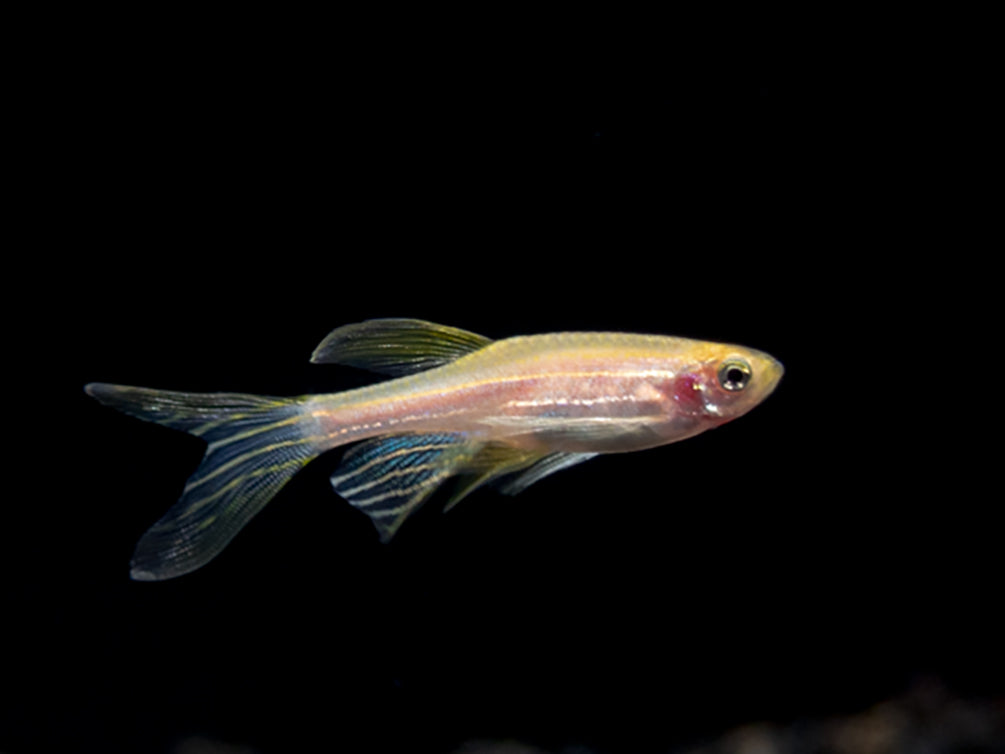 Longfin Golden Zebra Danio (Brachydanio rerio) - Tank Bred