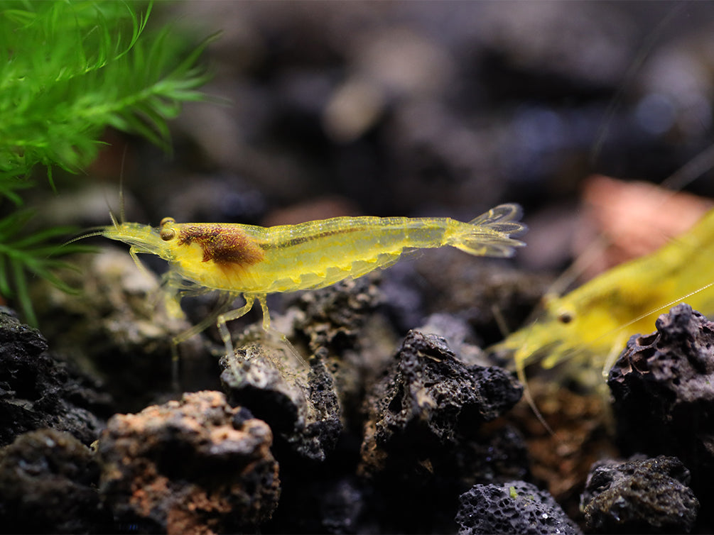 thumbnail image 2 of 10+1 Amano Algae Eater Shrimp - Freshwater Aquarium - Live Arrival Guarantee 2 of 6
