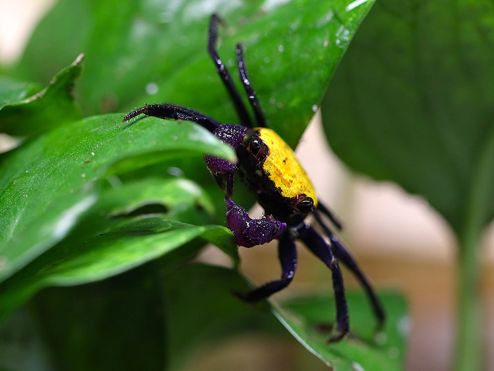 Lemon Vampire Crab (Geosesarma sp. “Lemon”)