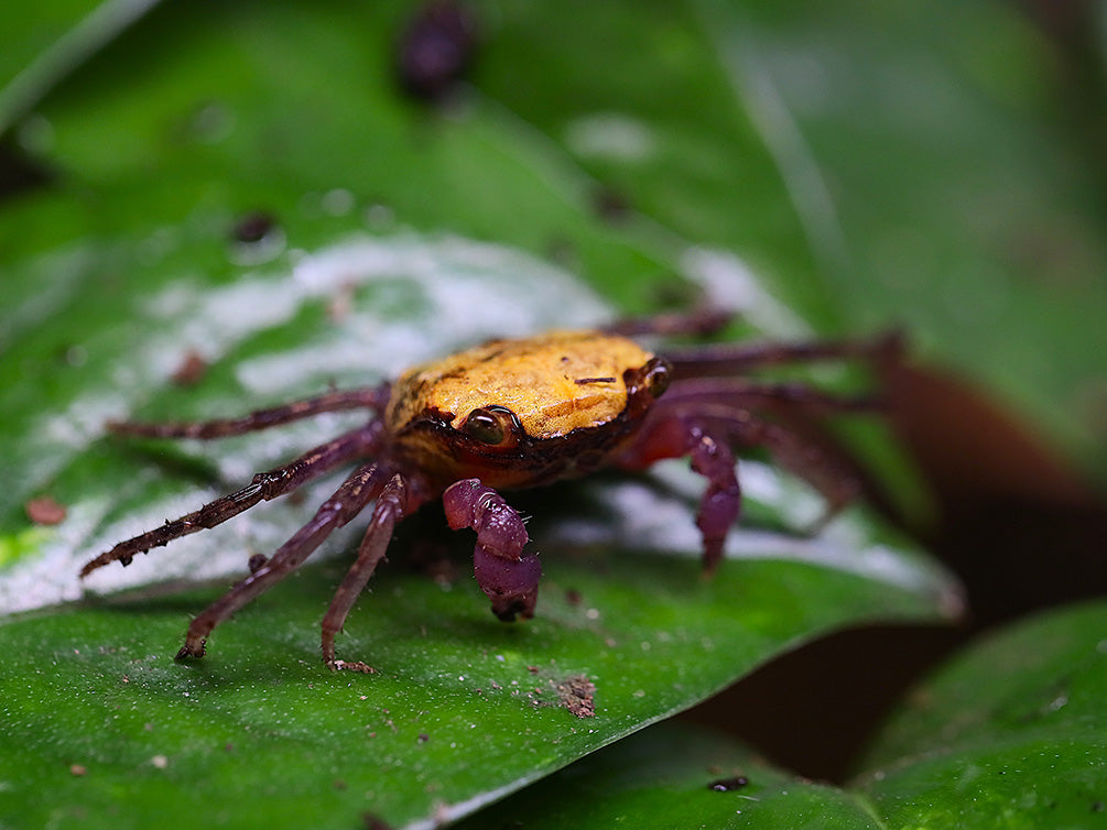 Lemon Vampire Crab (Geosesarma sp. “Lemon”)