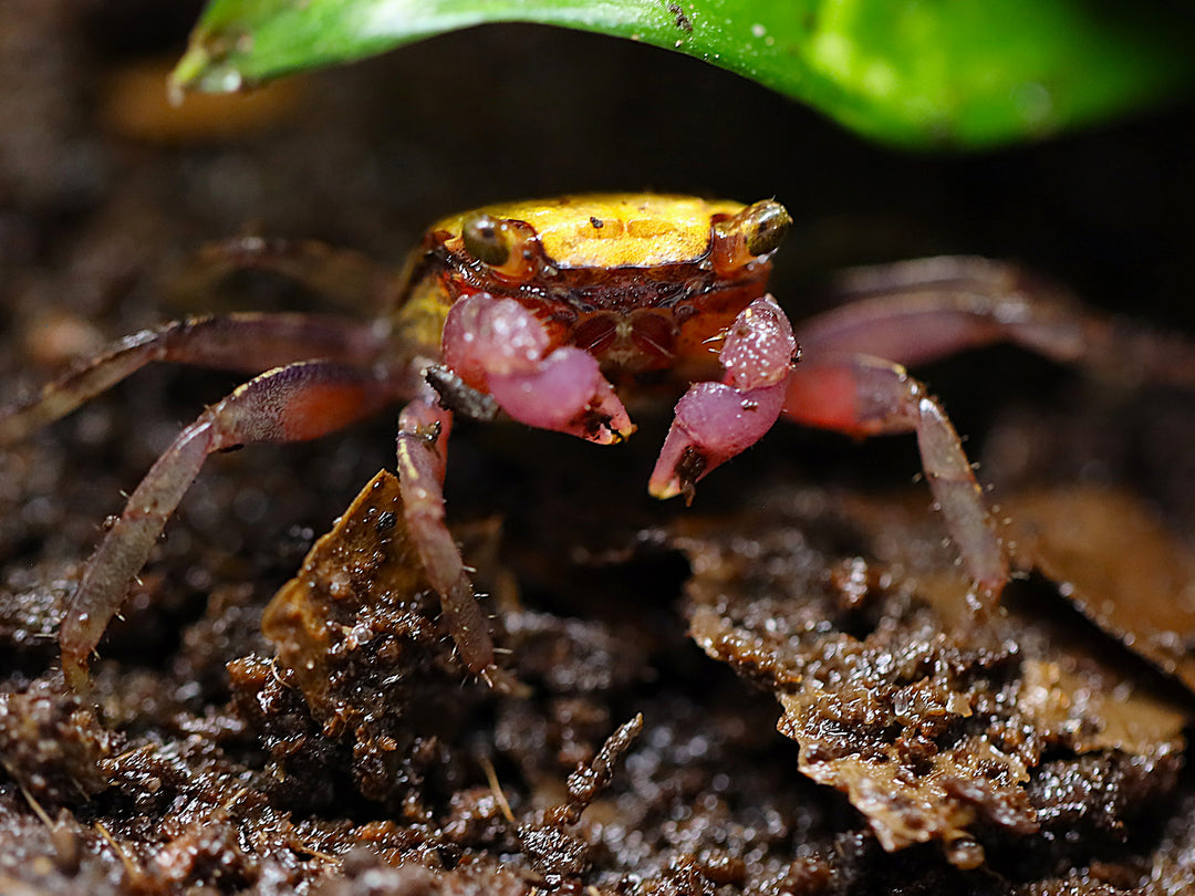 Lemon Vampire Crab (Geosesarma sp. “Lemon”)