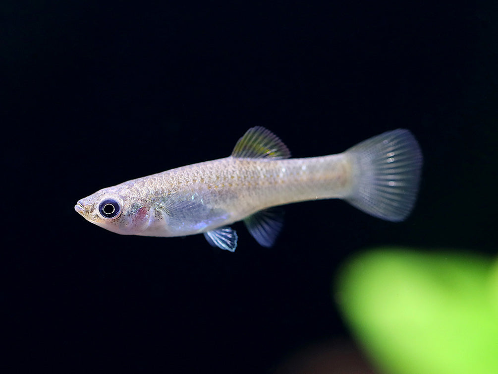 Liberty Molly (Poecilia salvatoris) – Locally Bred