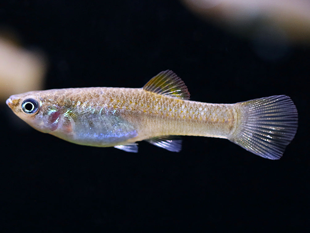 Liberty Molly (Poecilia salvatoris) – Locally Bred