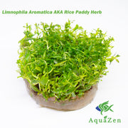 Limnophila Aromatica AKA Rice Paddy Herb (Limnophila aromatica), Tissue Culture