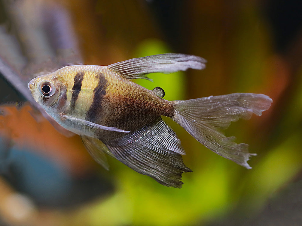 Long Finned Black Skirt AKA Black Widow Tetra (Gymnocorymbus ternetzi), Tank Bred