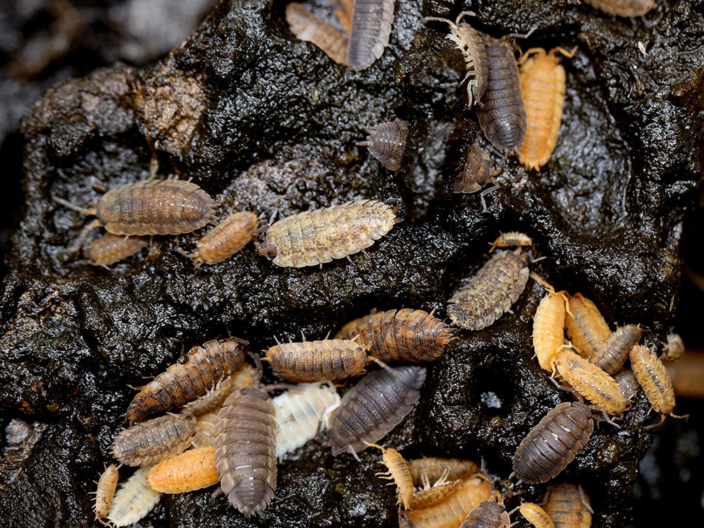 Lotto Mix Isopods (Porcellio laevis 'Lottery Mix')