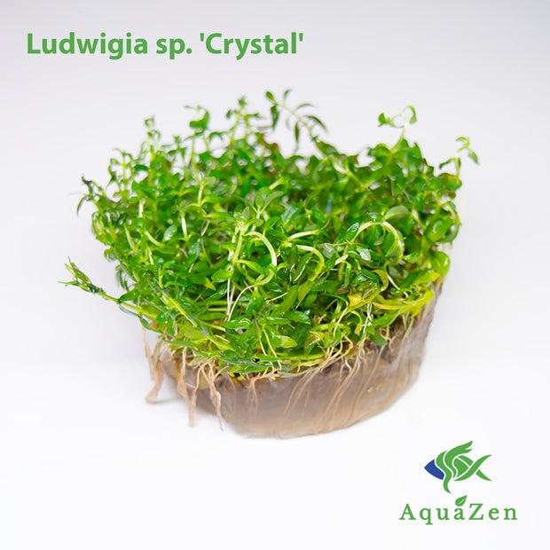 Crystal Ludwigia (Ludwigia sp. &