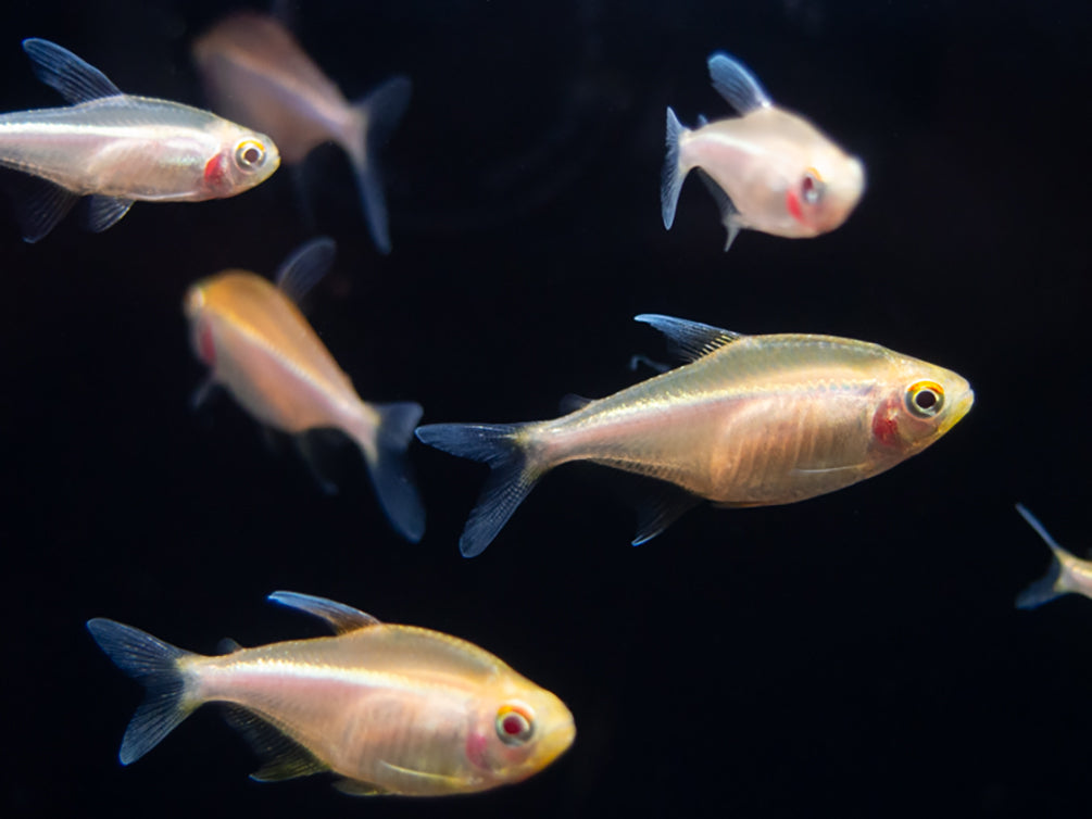 Leucistic Albino Black Neon Tetra (Hyphessobrycon herbertaxelrodi) - Tank-Bred!