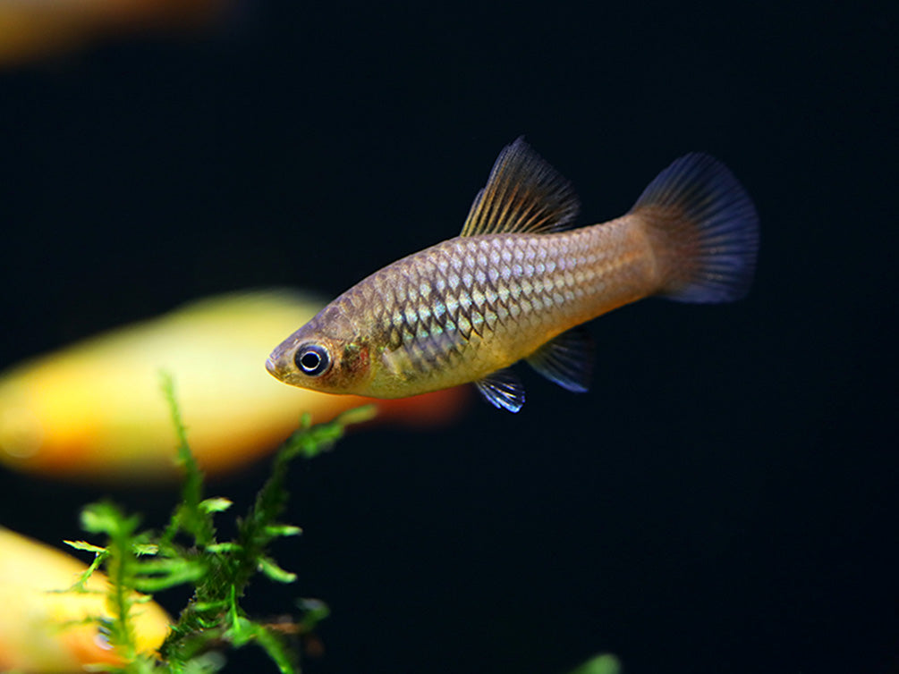 Malibu Hi-Fin Sunset Platy (Xiphophorus maculatus) – Locally Bred