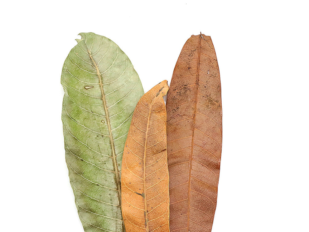 Aquatic Arts Mango Leaves (Mangifera indica) — Dried Botanicals