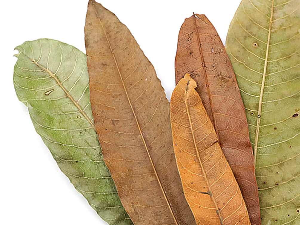 Aquatic Arts Mango Leaves (Mangifera indica) — Dried Botanicals