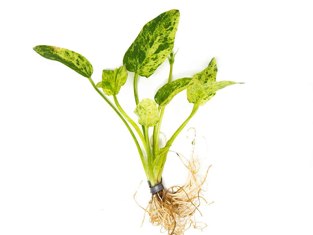 Assorted Sword Plants (Echinodorus sp.) – Bunched or Potted