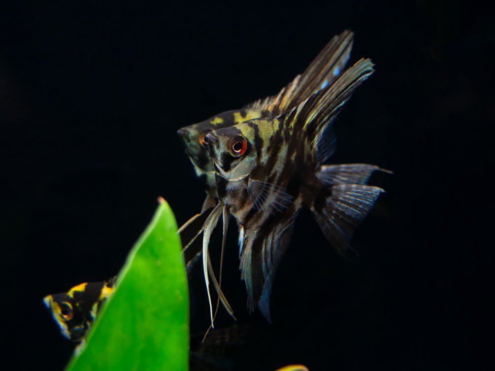 Marble Angelfish (Pterophyllum scalare), Tank Bred