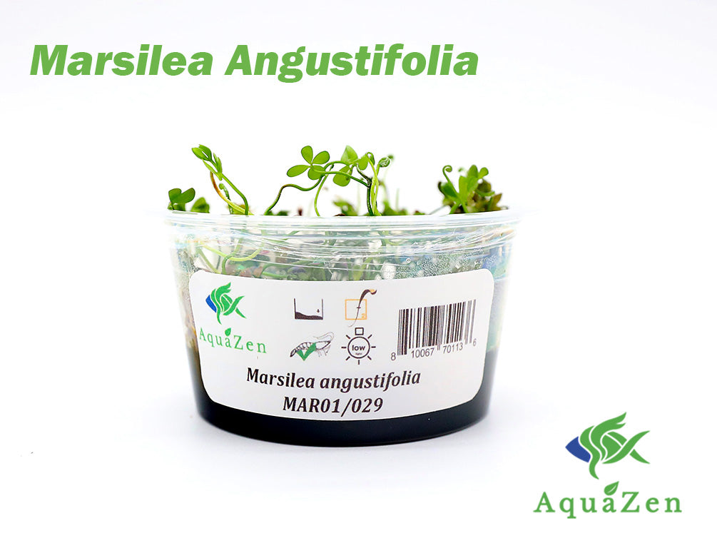 Marsilea angustifolia (Narrowleaf Four-Leaf Clover) – Tissue Culture Cup