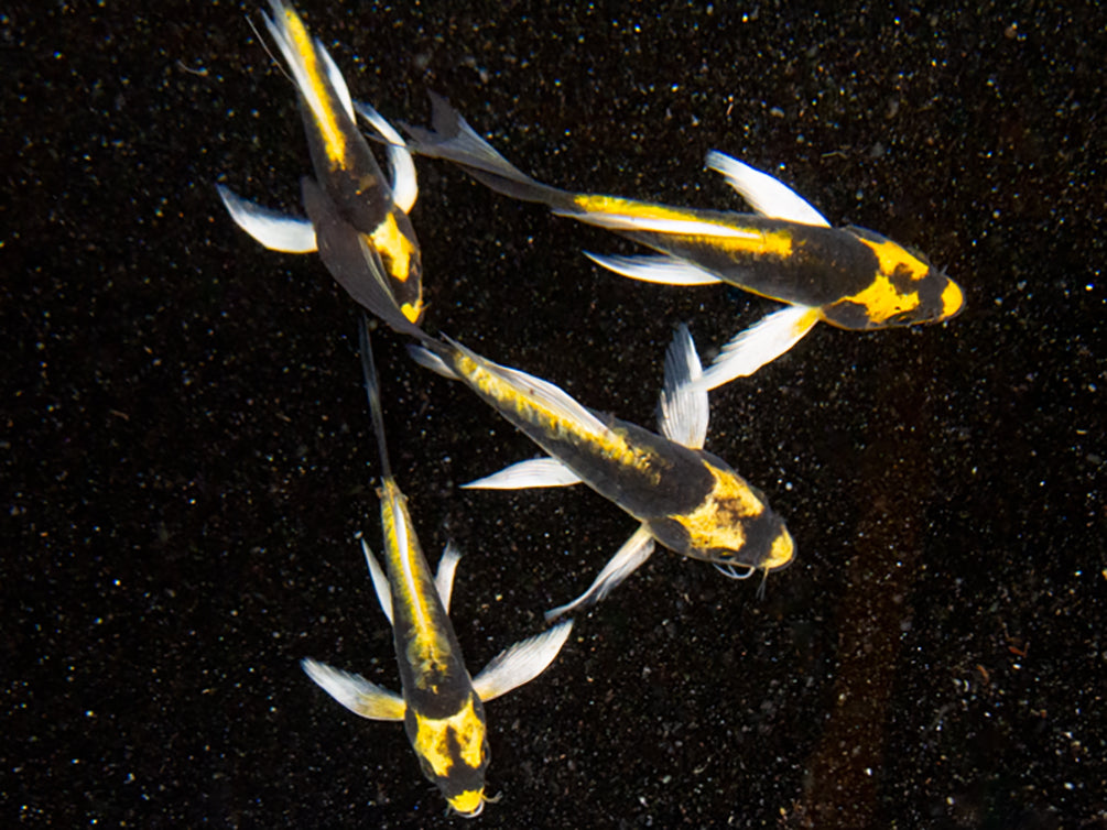 Mayan Butterfly Koi (Cyprinus rubrofuscus "Mayan") - Tank Bred