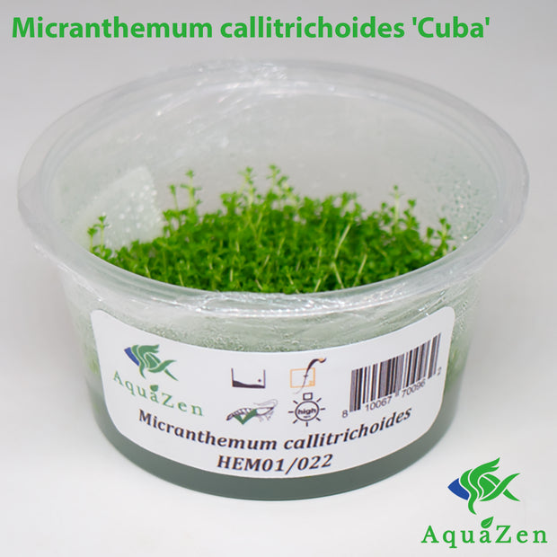 Micranthemum callitrichoides &