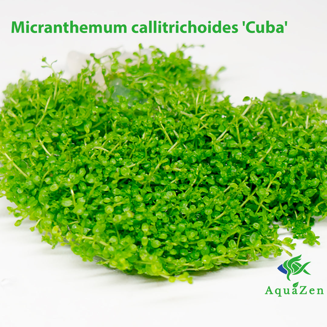 Micranthemum callitrichoides 'Cuba' (Micranthemum callitrichoides) Tissue Culture