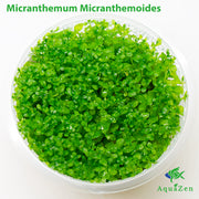 Pearl Weed (Micranthemum Micranthemoides ' Pearl Weed' ) Tissue Culture