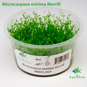 Microcarpaea minima Merrill   (Microcarpaea Minima ) Tissue Culture