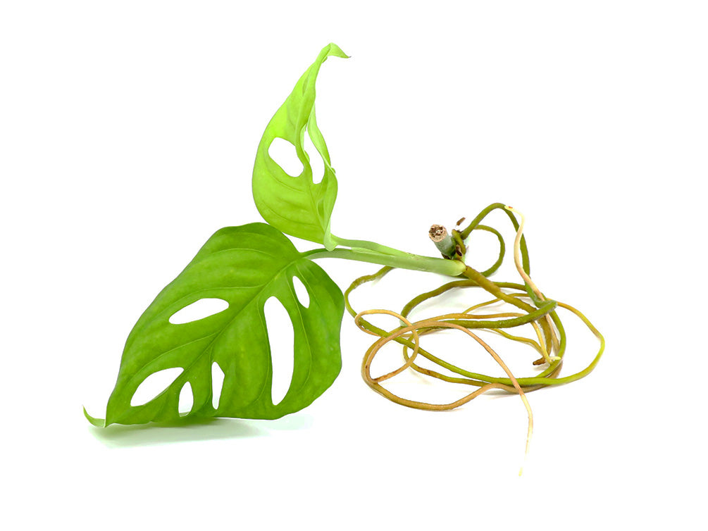 monstera adansonii pruning Monstera adansonii Plant – Node/Leaf Cutting – Aquatic Arts
