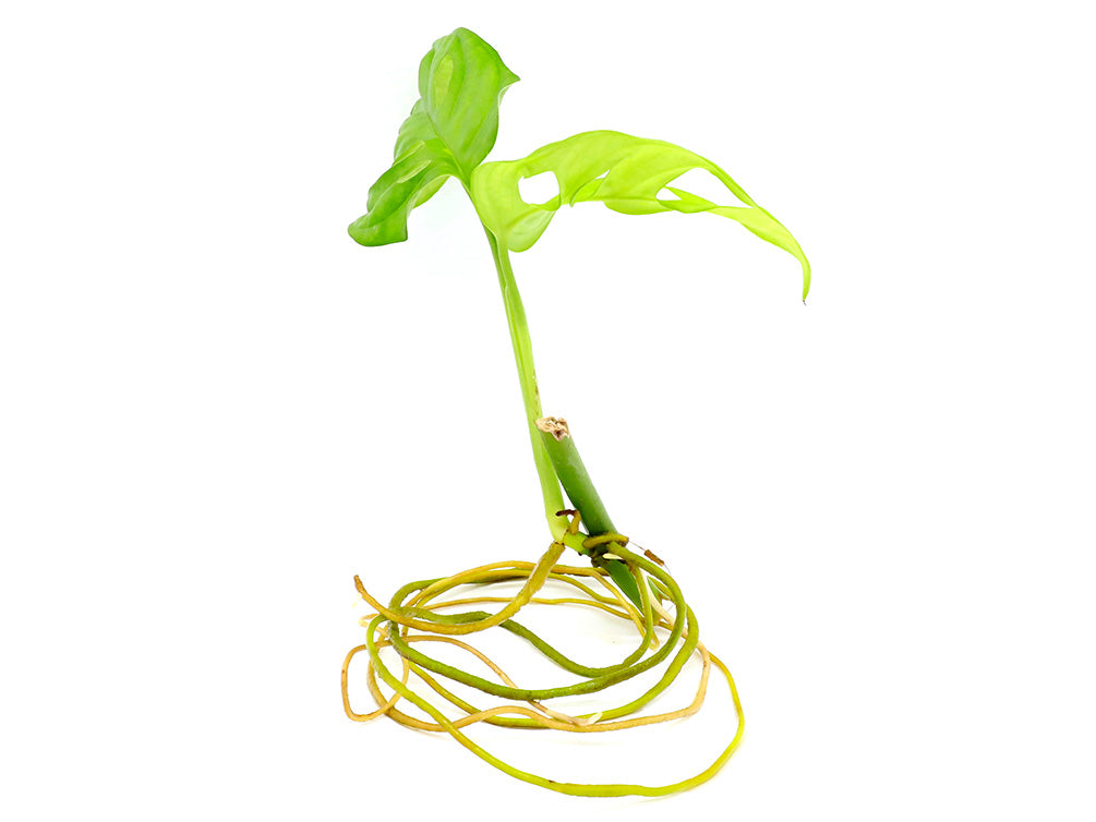 monstera adansonii nodes Monstera adansonii Plant – Node/Leaf Cutting – Aquatic Arts