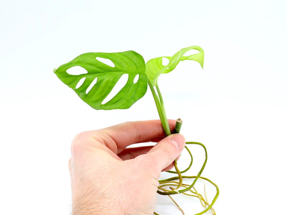 monstera adansonii aquarium Monstera adansonii Plant – Node/Leaf Cutting – Aquatic Arts