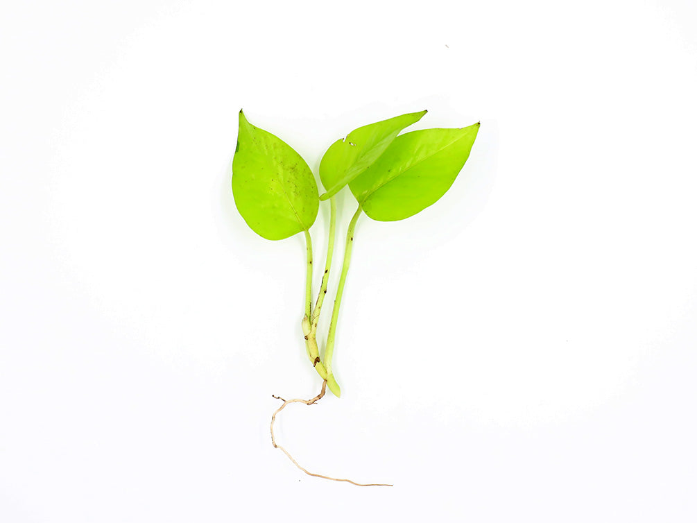 root pothos Golden Pothos (Epipremnum aureum) Bare Root -- Aquatic Arts
