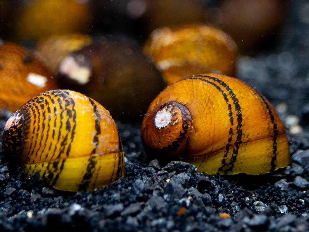 O-Ring Nerite Snails (Neritodryas javanica)
