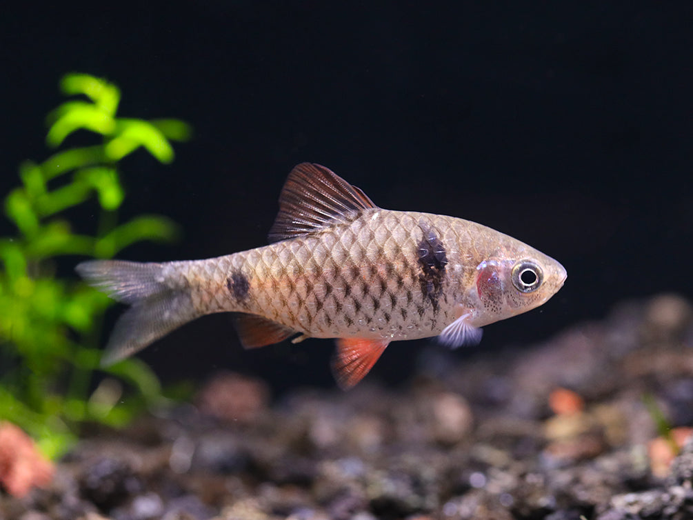 Odessa Barb (Pethia padamya) - Tank-Bred