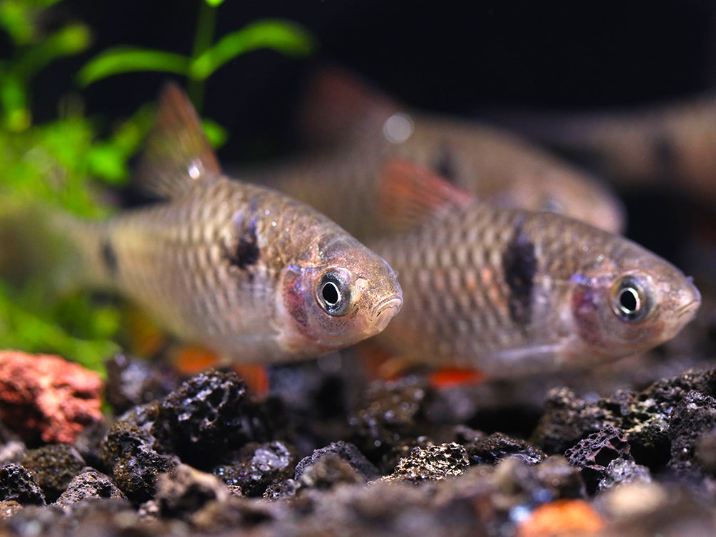 Odessa Barb Pethia padamya Tank Bred Aquatic Arts