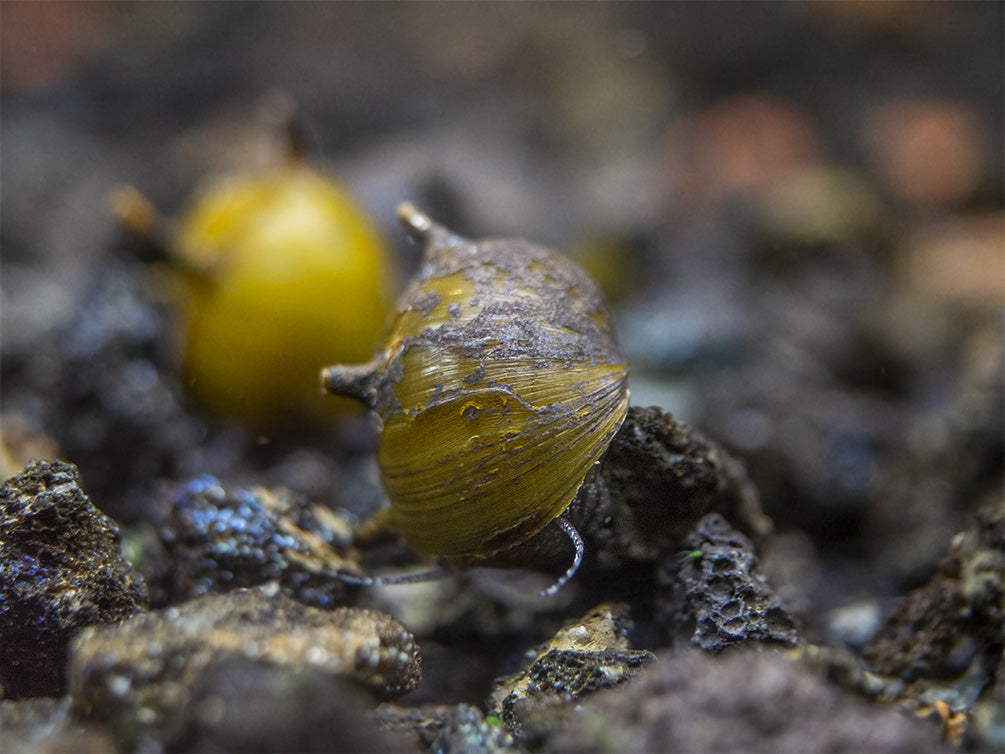 Assorted Nerite Snails (Neritina sp)