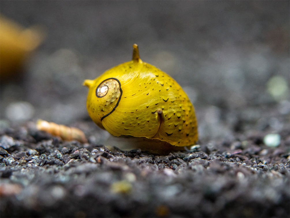 Olive Gold Thorn/Horn Nerite Snail (Clithon corona/diadema)