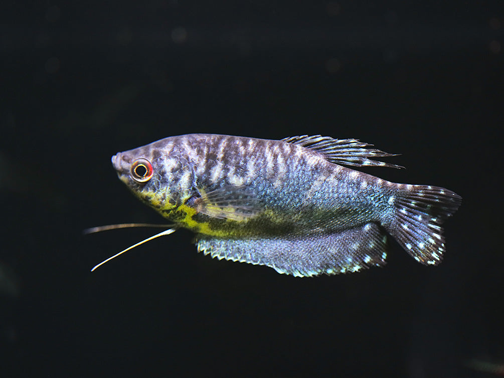 Opaline Gourami (Trichopodus trichopterus) Tank Bred