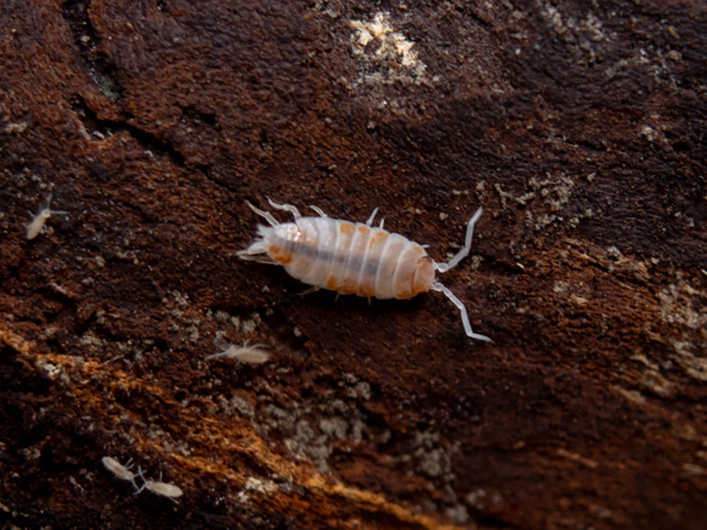 Powder Orange Isopods (Porcellionides pruinosus 'Powder Orange') Bred by: Aquatic Arts