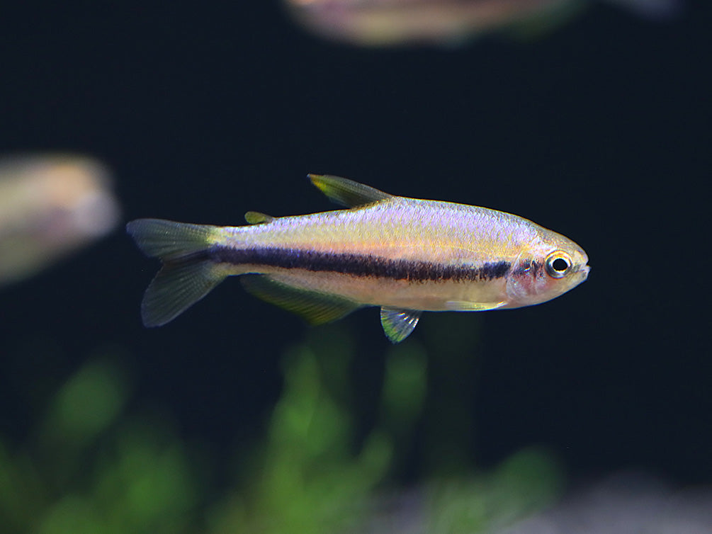 Orange Yellow Kerri Tetra (Inpaichthys cf. kerri “Orange Yellow”) – Tank Bred