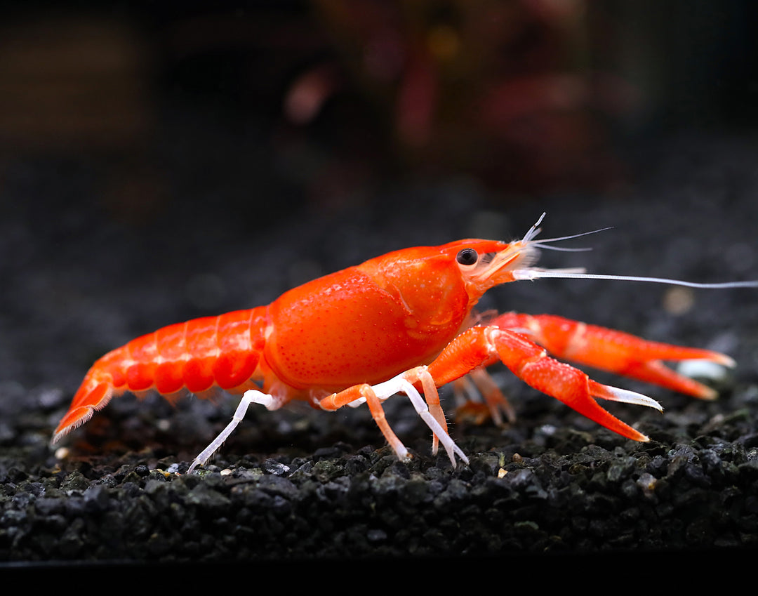 Orange Ghost AKA Fireball AKA Firecracker Crayfish (Procambarus clarkii “Orange Ghost"), Tank-Bred!