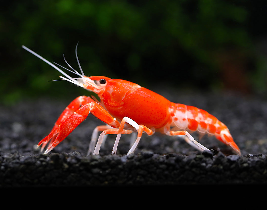 Orange Ghost AKA Fireball AKA Firecracker Crayfish (Procambarus clarkii “Orange Ghost"), Tank-Bred!
