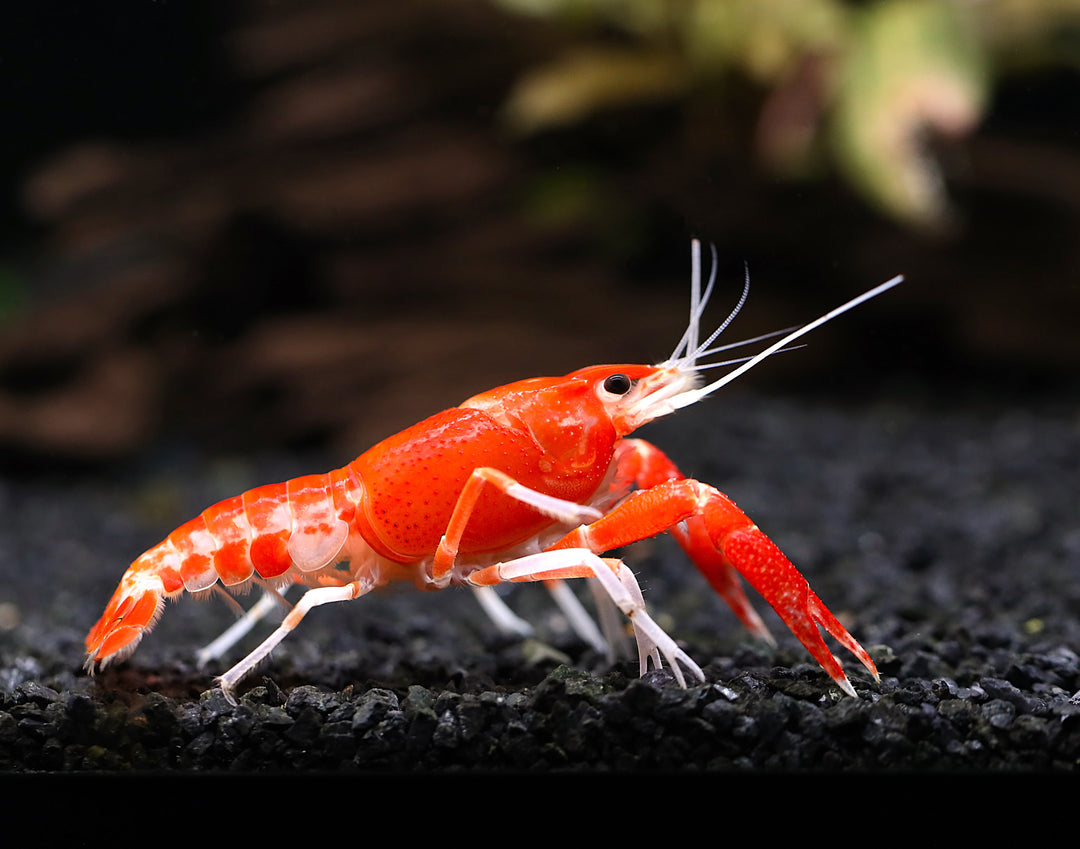 Orange Ghost AKA Fireball AKA Firecracker Crayfish (Procambarus clarkii “Orange Ghost"), Tank-Bred!